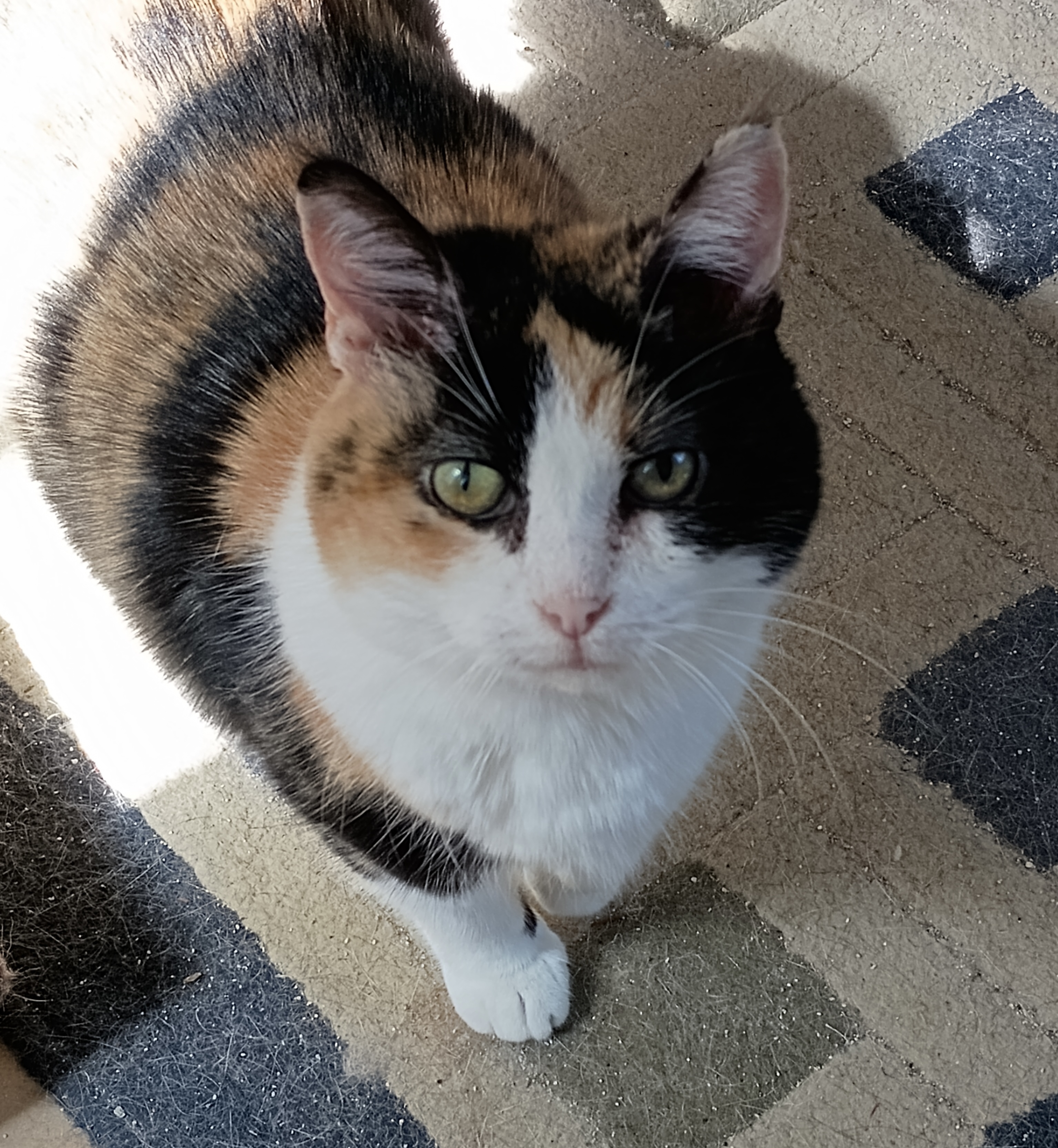 Enlarge Ellaree, a Adoptable Calico in Columbia, SC image 8/8