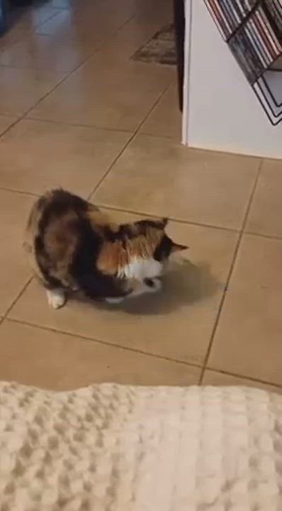 Enlarge Ellaree, a Adoptable Calico in Columbia, SC video 5/8