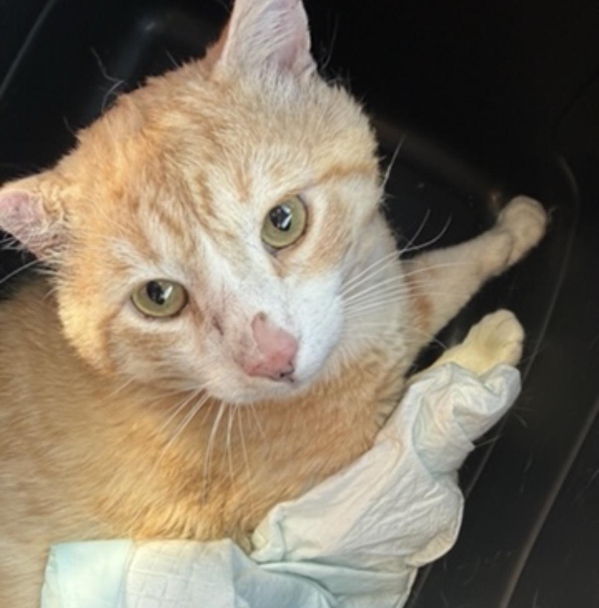 Enlarge Poseidon, an adopted Domestic Short Hair in Oceanside, CA image 2/3