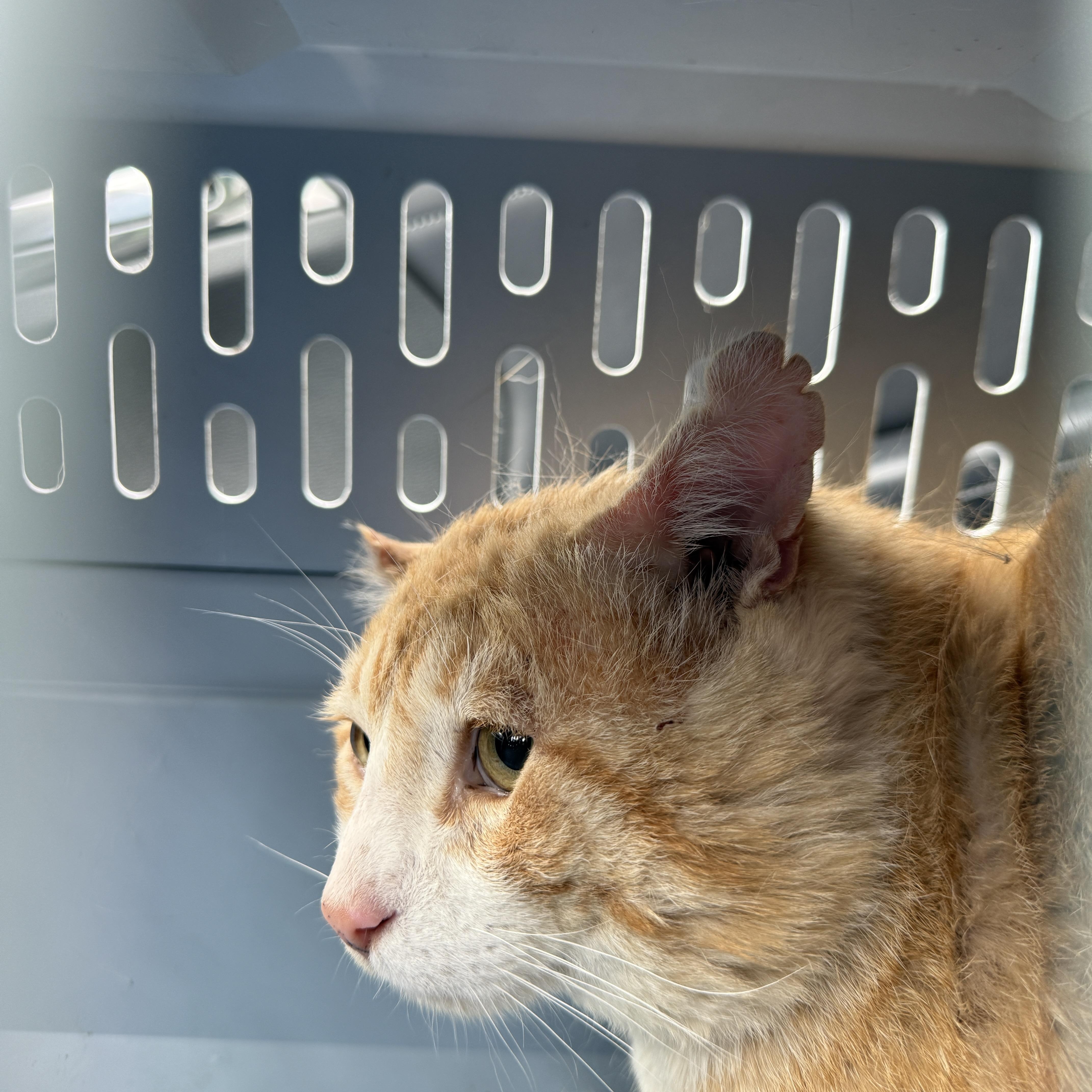 Poseidon, adopted, Adult Male Domestic Short Hair.