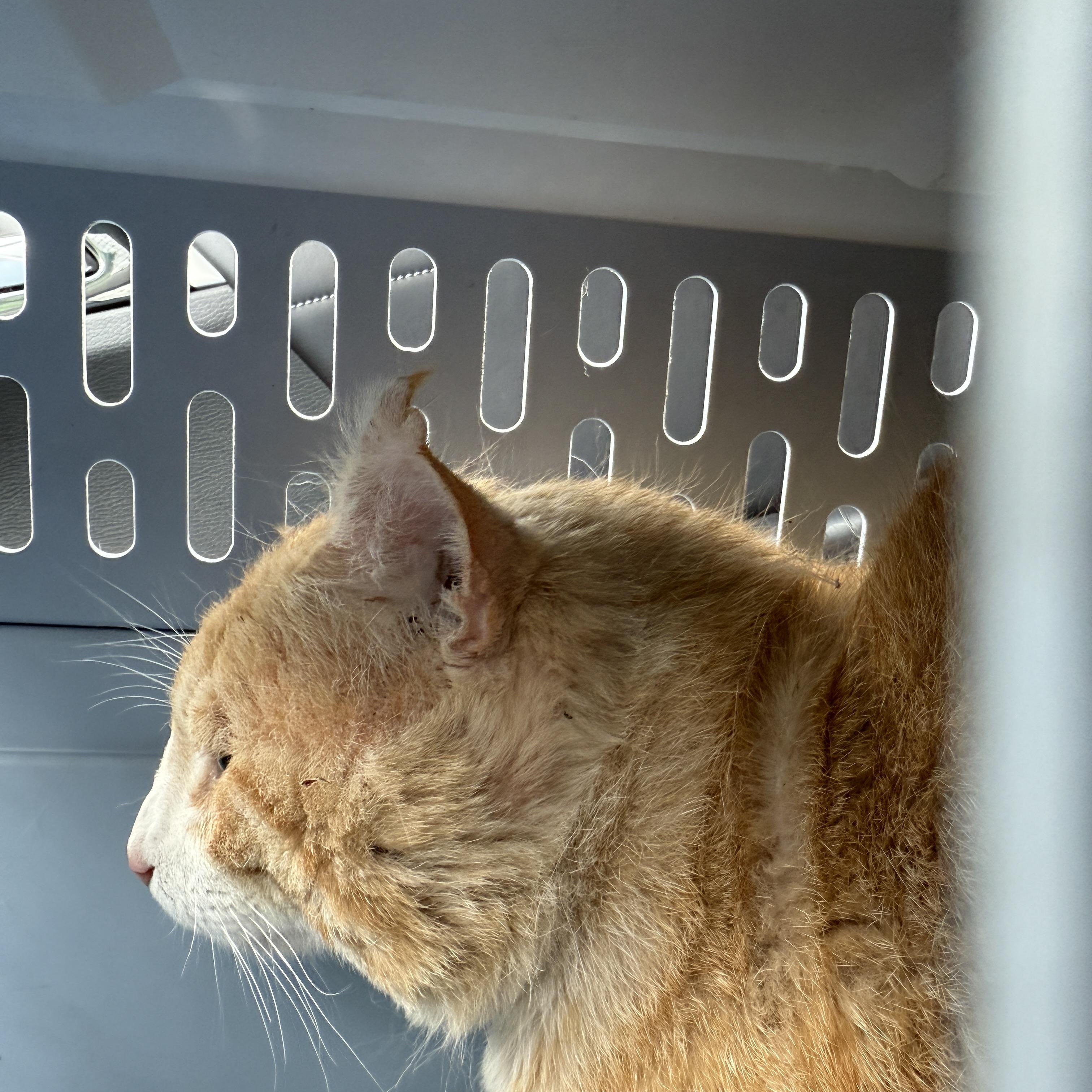 Enlarge Poseidon, an adopted Domestic Short Hair in Oceanside, CA image 3/3