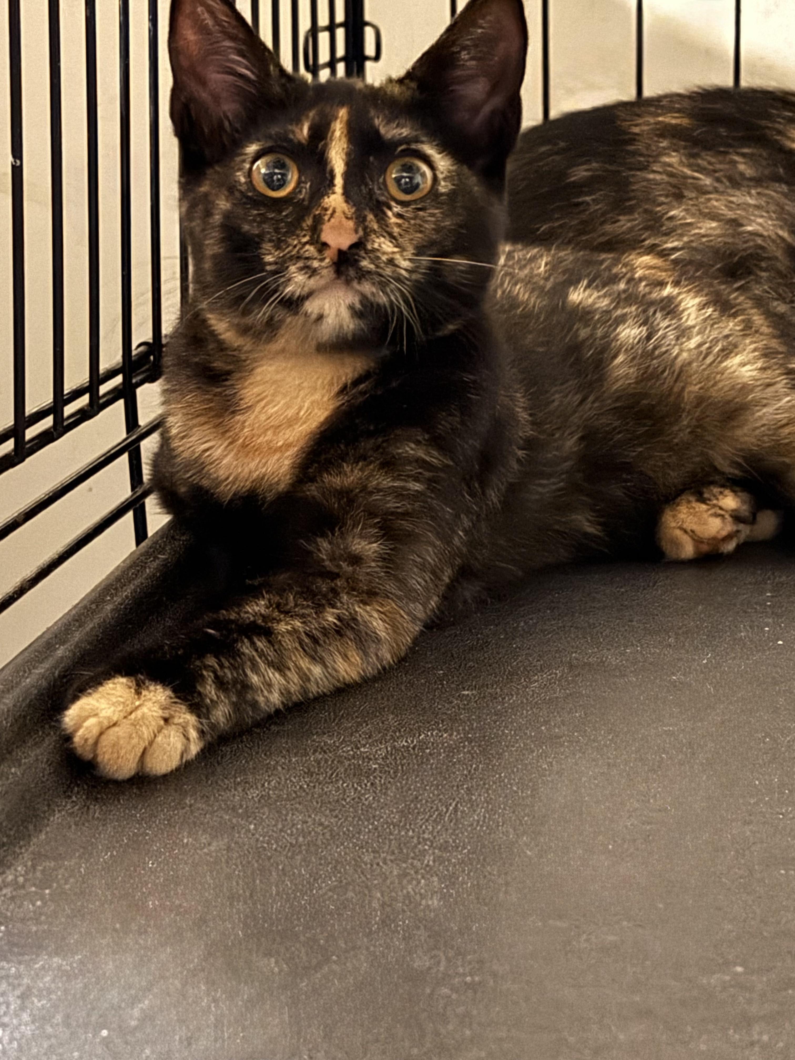 Mirabel, adopted, Young Female Domestic Short Hair.