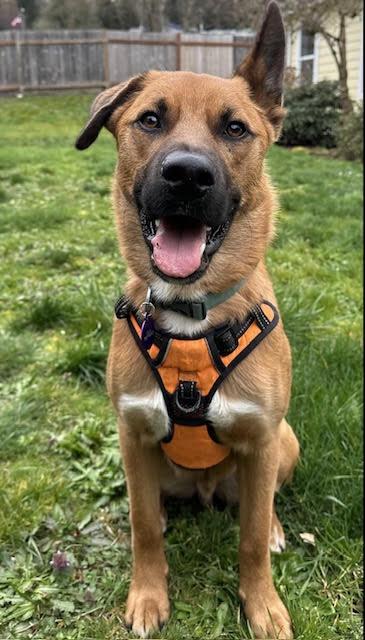 Enlarge Bowie, beautiful & affectionate adventure buddy!, a ADOPTABLE mixed breed in Bonney Lake, WA image 4/6