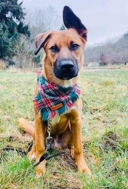 Enlarge Bowie, beautiful & affectionate adventure buddy!, a ADOPTABLE mixed breed in Bonney Lake, WA image 1/6