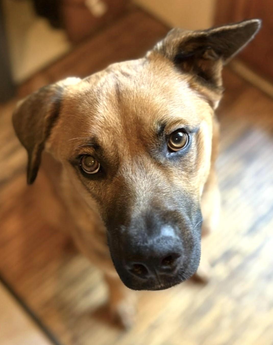 Enlarge Bowie, beautiful & affectionate adventure buddy!, a ADOPTABLE mixed breed in Bonney Lake, WA image 2/6