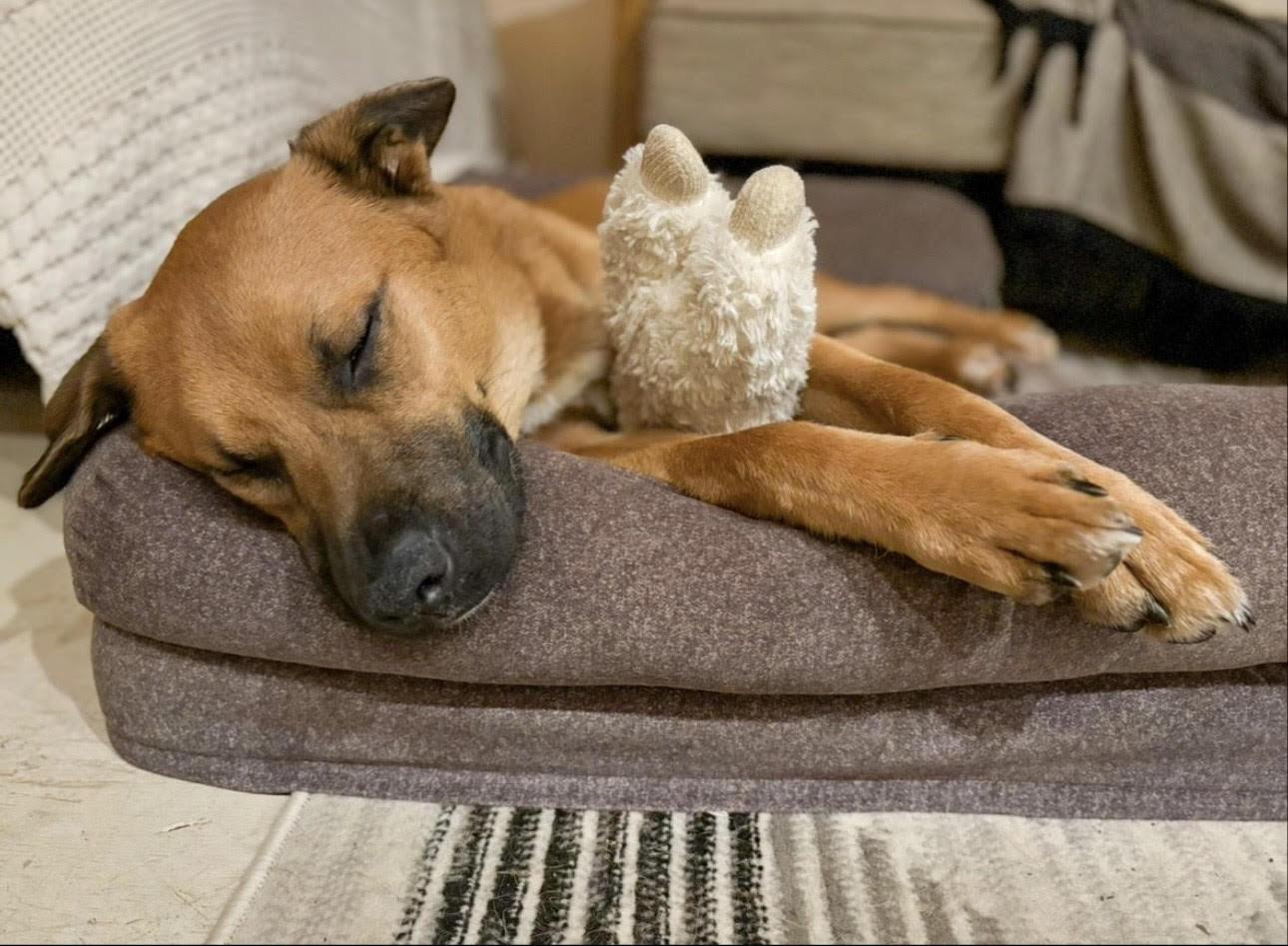 Enlarge Bowie, beautiful & affectionate adventure buddy!, a ADOPTABLE mixed breed in Bonney Lake, WA image 3/6