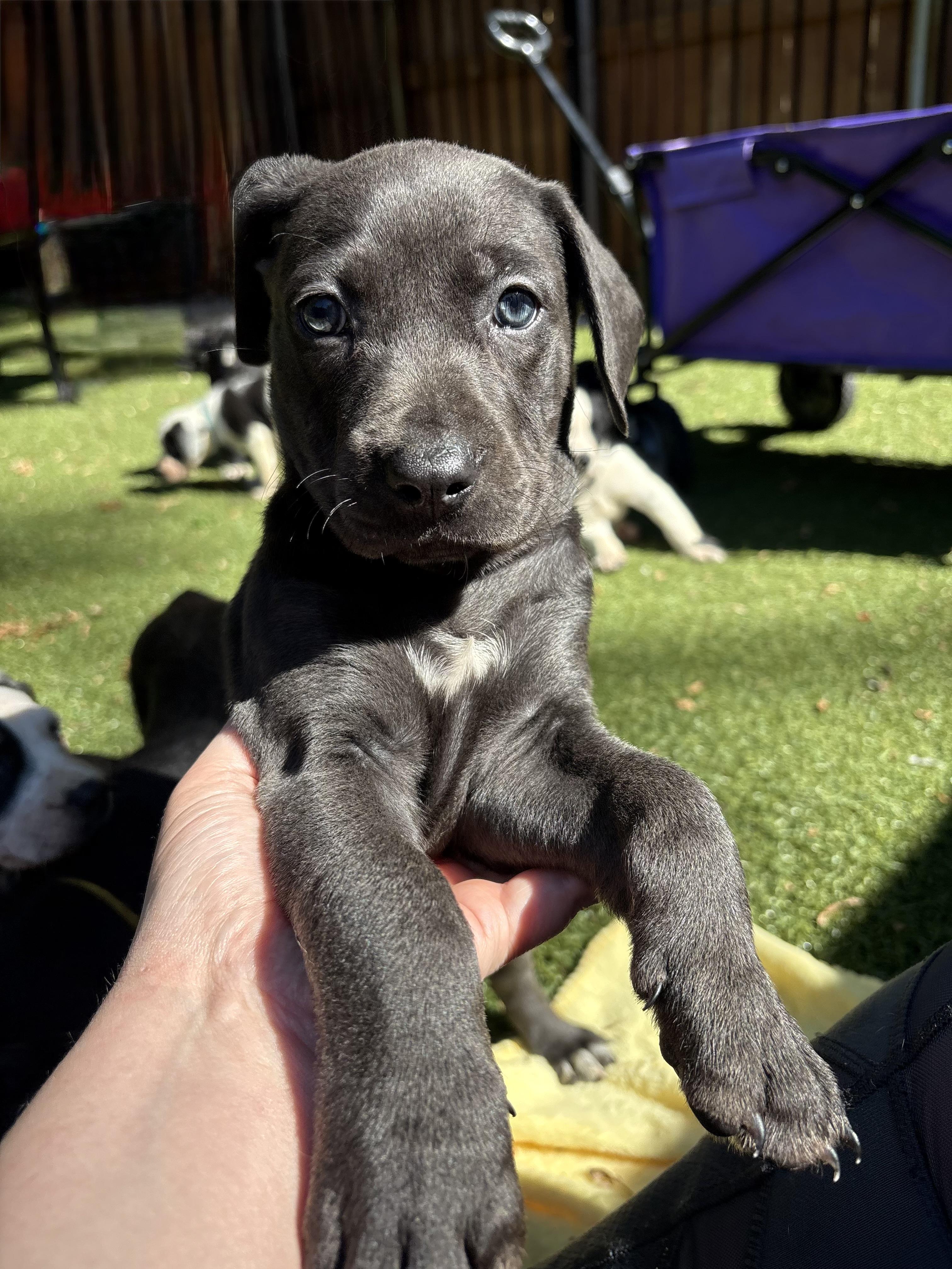 Bailiff, a ADOPTABLE mixed breed in Charlotte, NC image 2/4