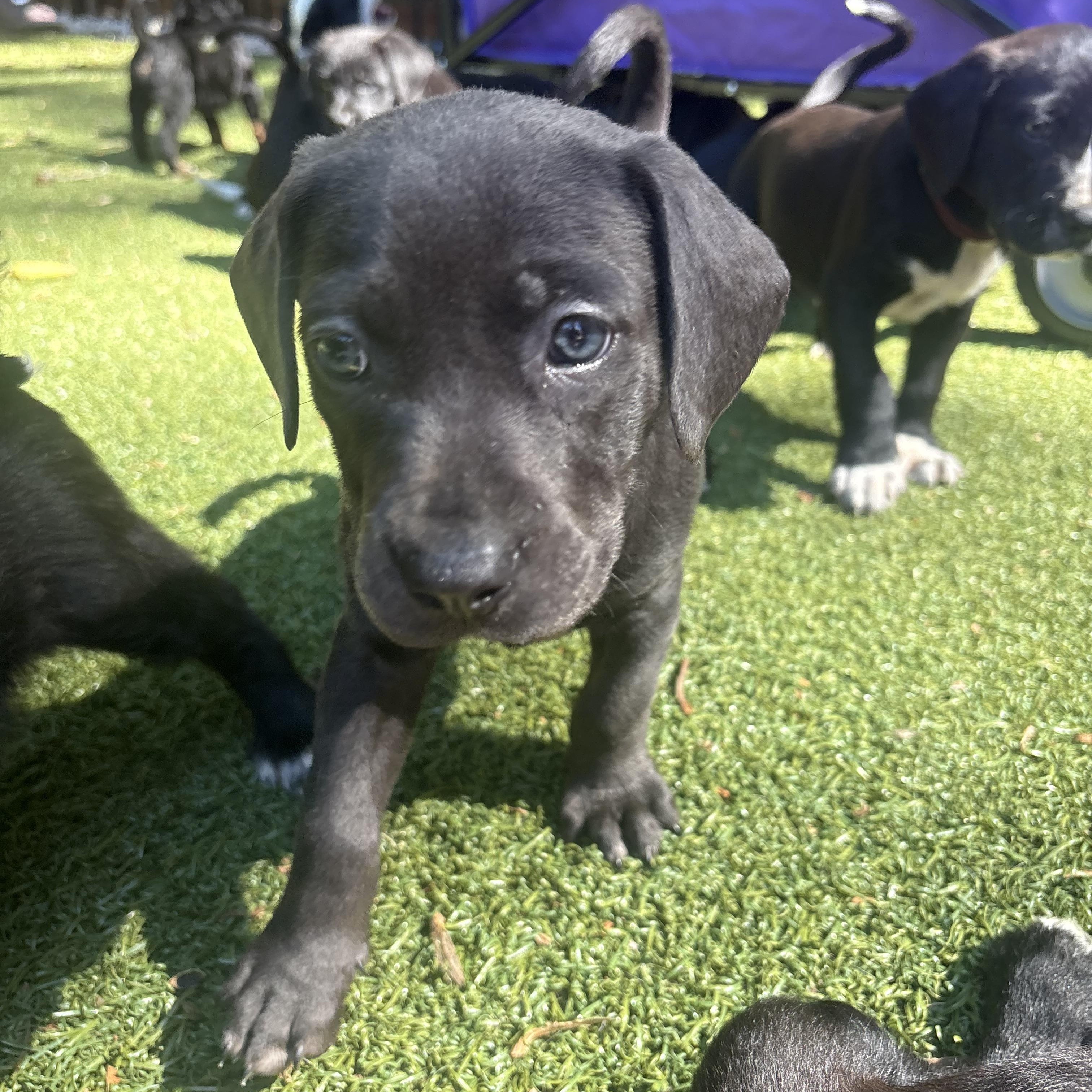 Bailiff, a ADOPTABLE mixed breed in Charlotte, NC image 3/4