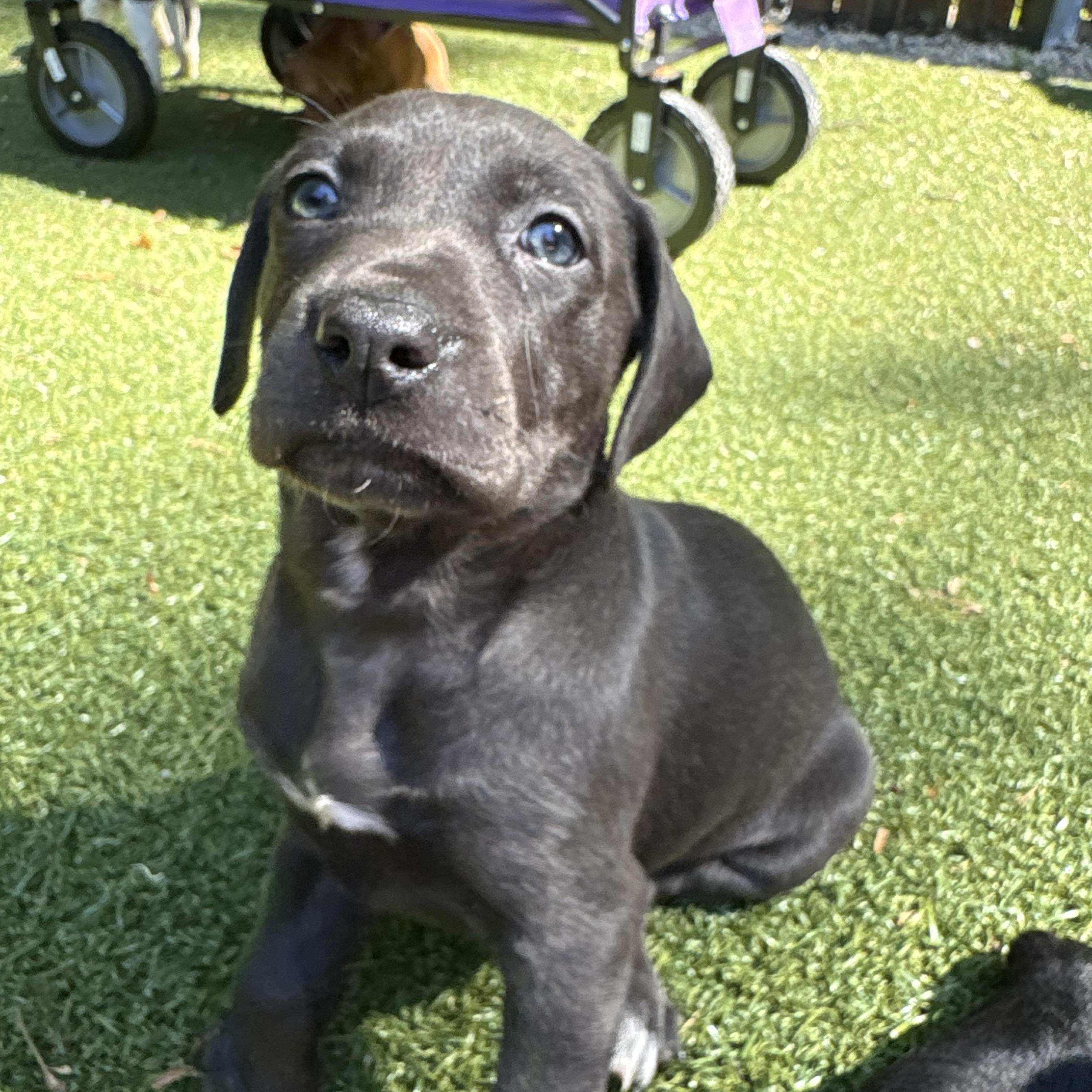 Bailiff, ADOPTABLE, Puppy Female Labrador Retriever.