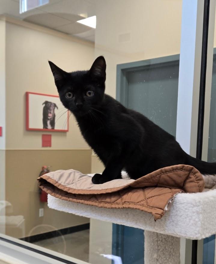 Violet, a Adoptable Domestic Short Hair in New Rochelle, NY image 2/2