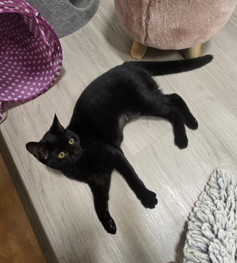 Violet, a Adoptable Domestic Short Hair in New Rochelle, NY image 1/2