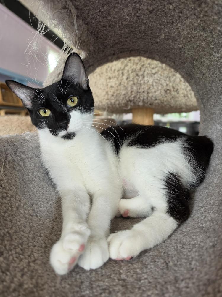 Enlarge Sally, a Adoptable mixed breed in Wild Rose, WI image 2/2