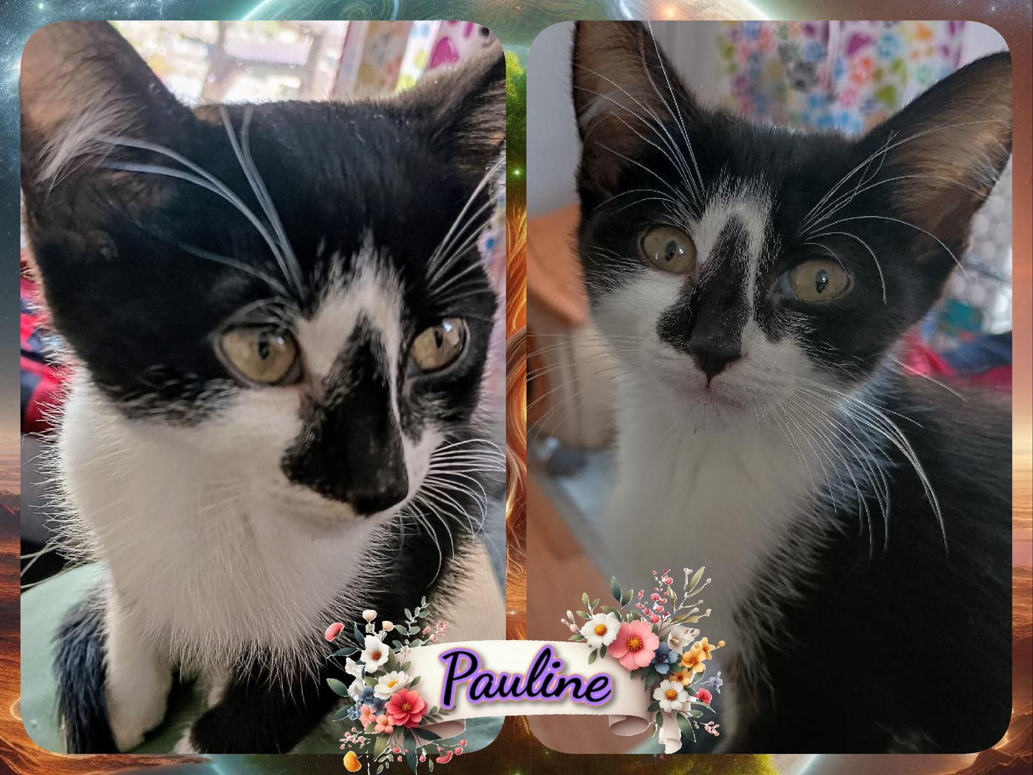 Pawline, Baby Female unknown