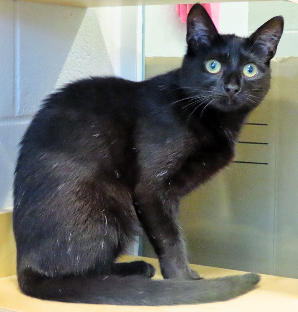 2-100 Ella, an adoptable Domestic Short Hair in Amityville, NY, 11701 | Photo Image 2