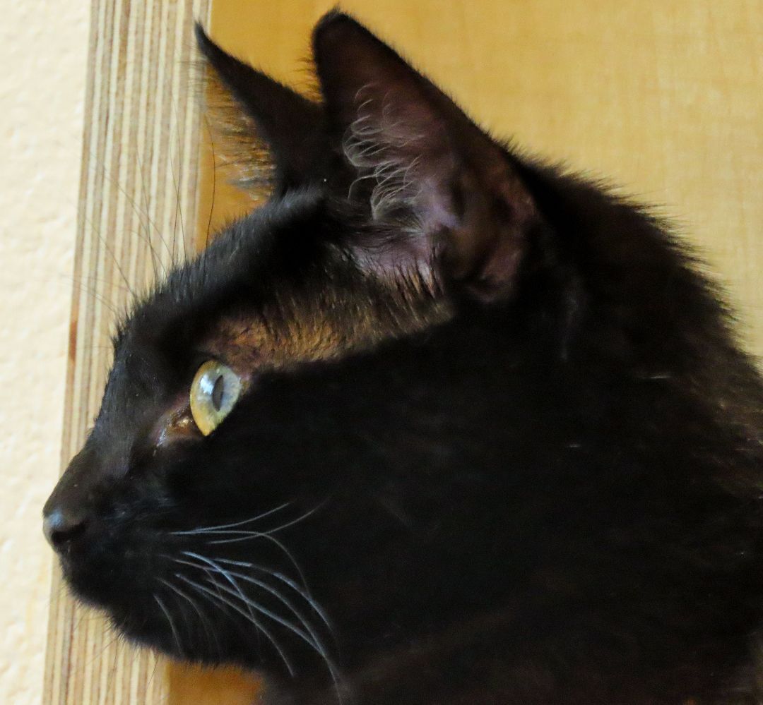 2-100 Ella, an adoptable Domestic Short Hair in Amityville, NY, 11701 | Photo Image 3