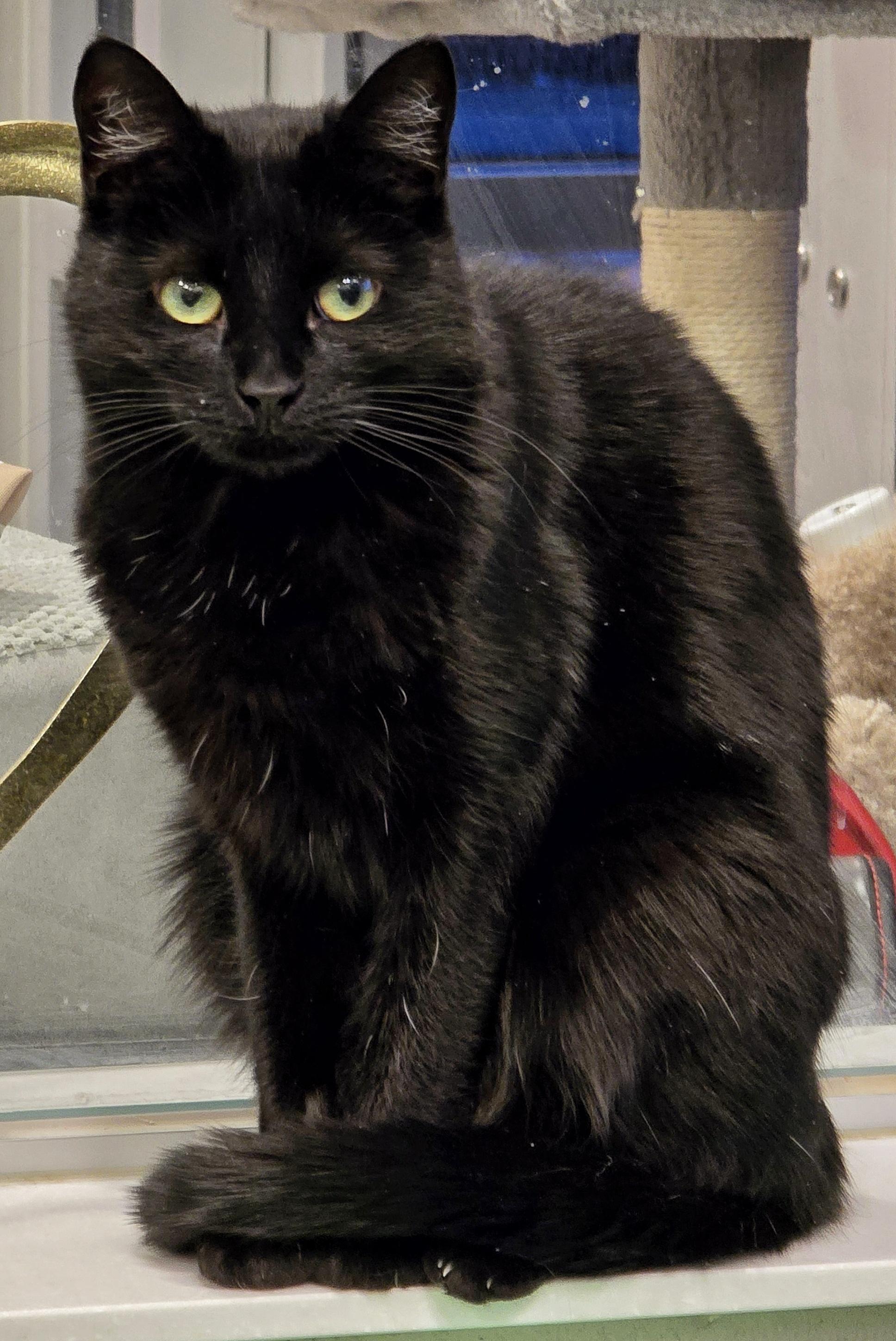 2-100 Ella, a Adoptable mixed breed in Amityville, NY image 1/6