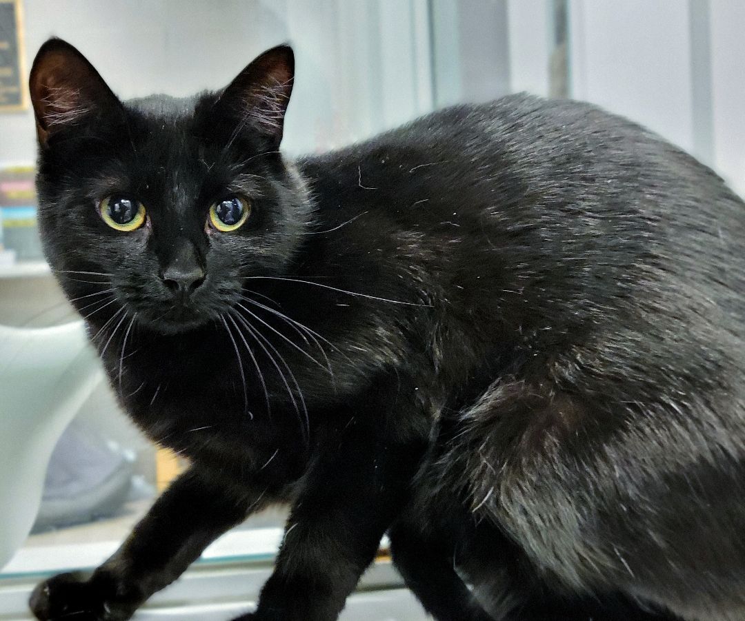 2-100 Ella, an adoptable Domestic Short Hair in Amityville, NY, 11701 | Photo Image 4