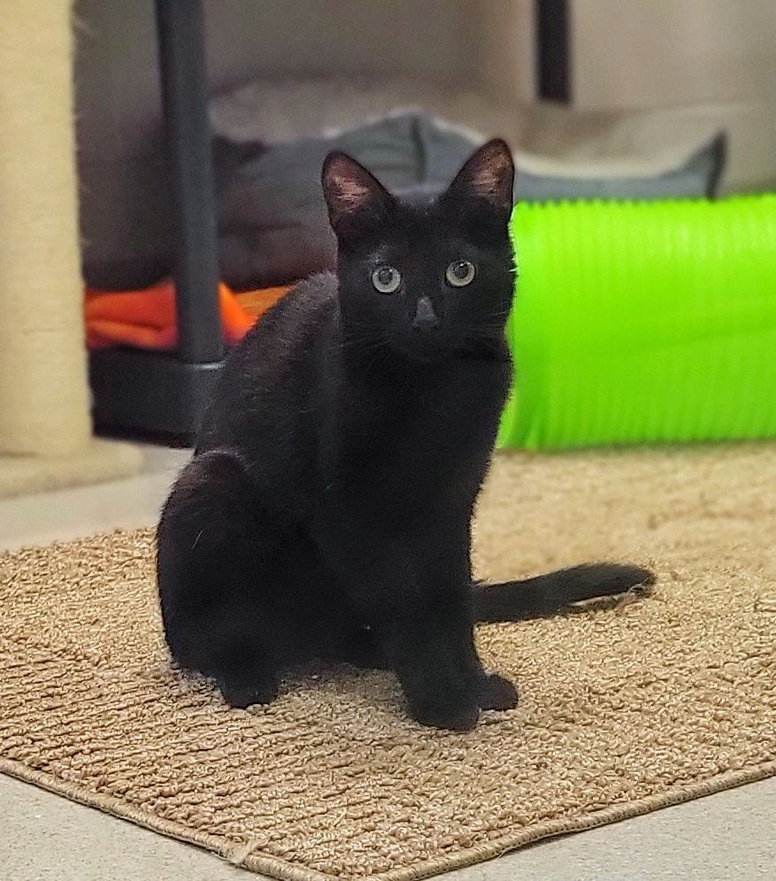 2-100 Ella, an adoptable Domestic Short Hair in Amityville, NY, 11701 | Photo Image 5