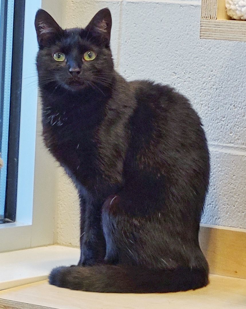 2-100 Ella, a Adoptable mixed breed in Amityville, NY image 6/6