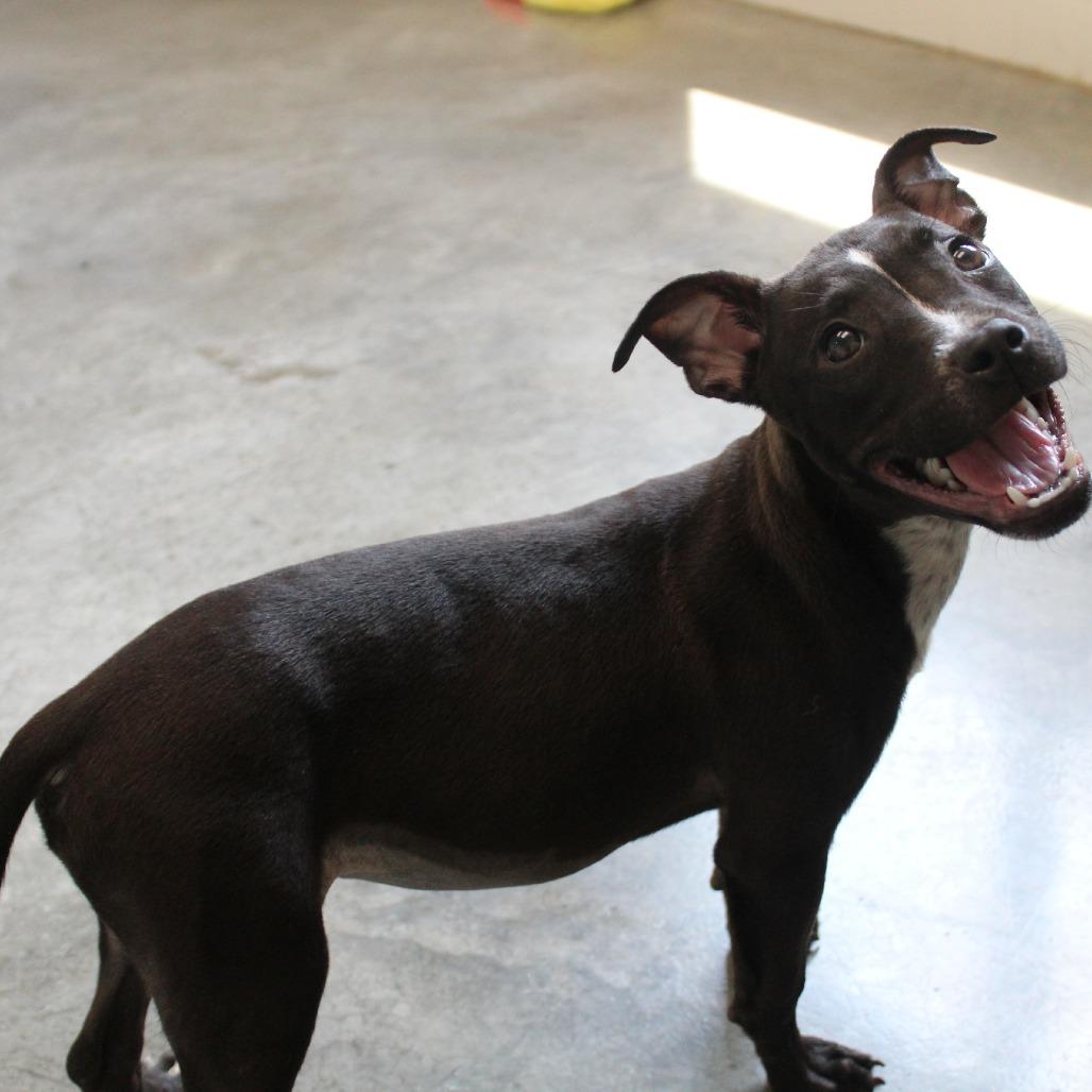 Enlarge Raven, a Adoptable Mixed Breed in Melbourne, KY image 1/6