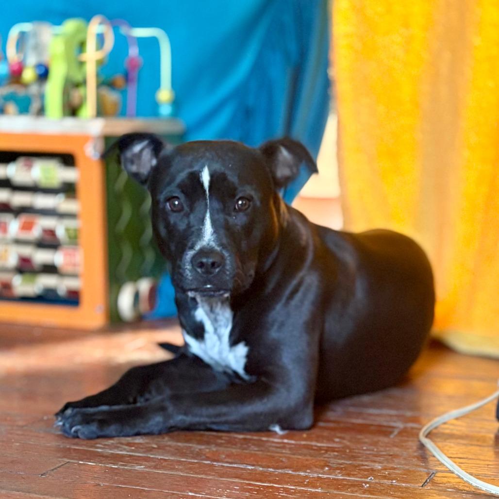 Enlarge Raven, a Adoptable Mixed Breed in Melbourne, KY image 2/6