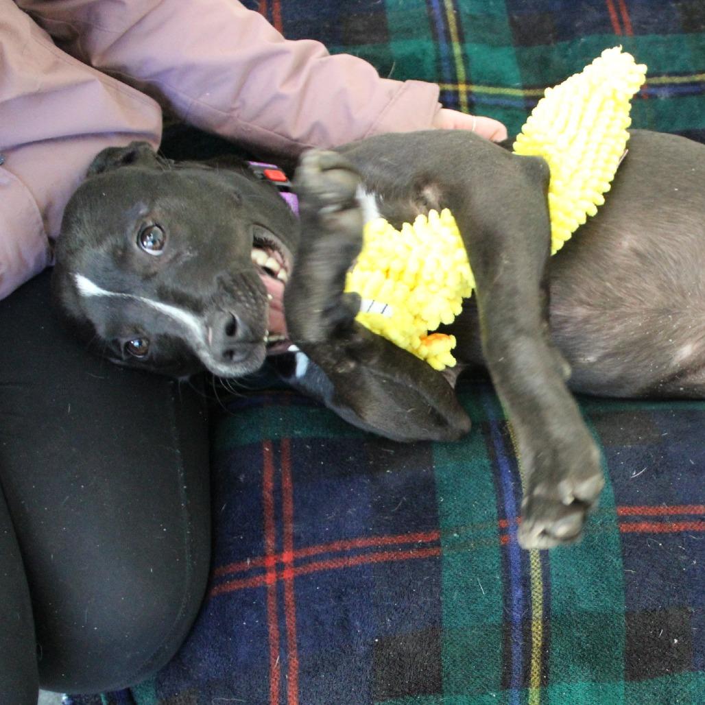 Enlarge Raven, a Adoptable Mixed Breed in Melbourne, KY image 6/6