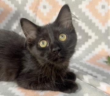 Enlarge McNugget, a Adoptable Domestic Short Hair in Minneapolis, MN image 1/3