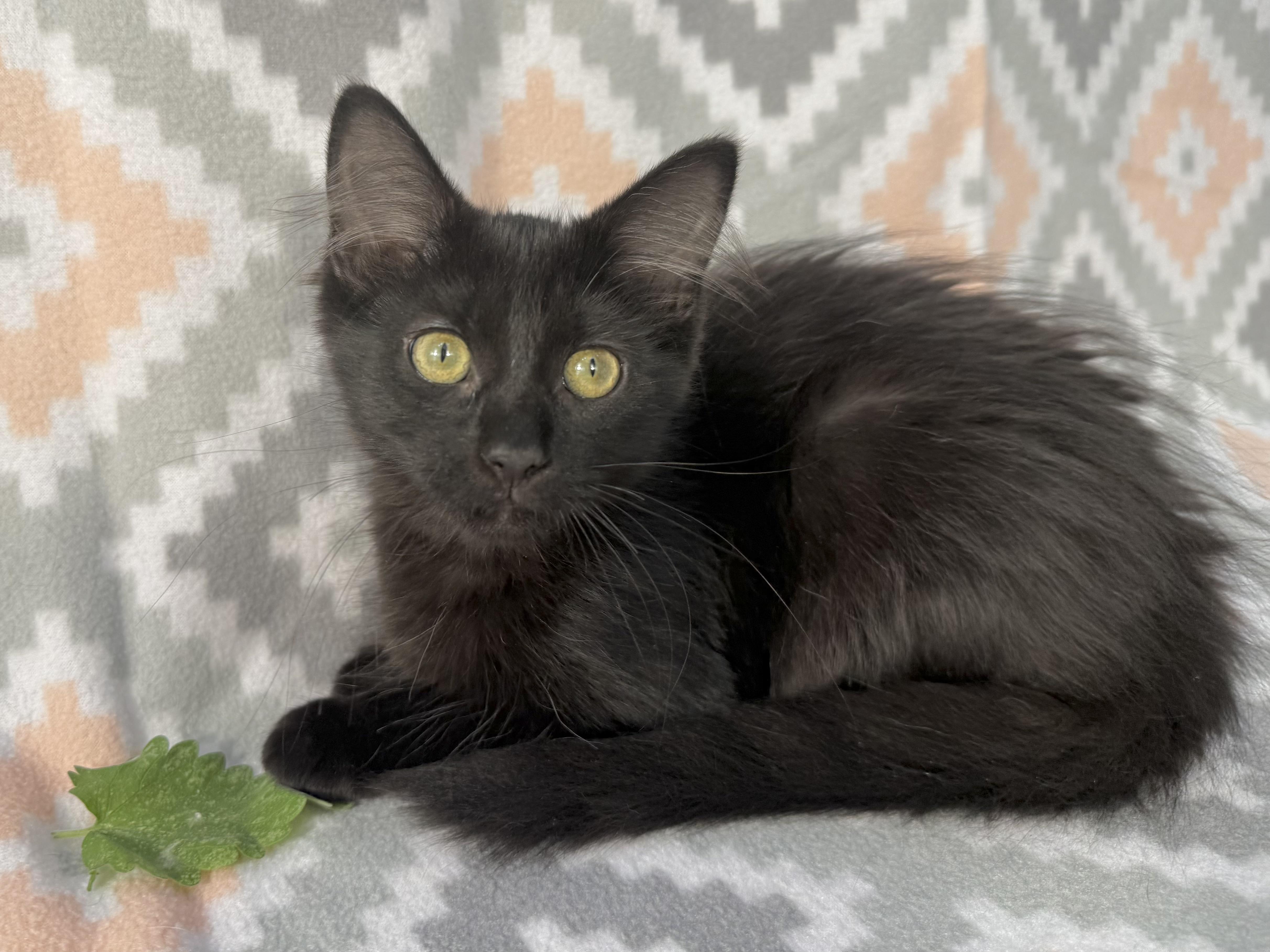 Enlarge McNugget, a Adoptable Domestic Short Hair in Minneapolis, MN image 2/3