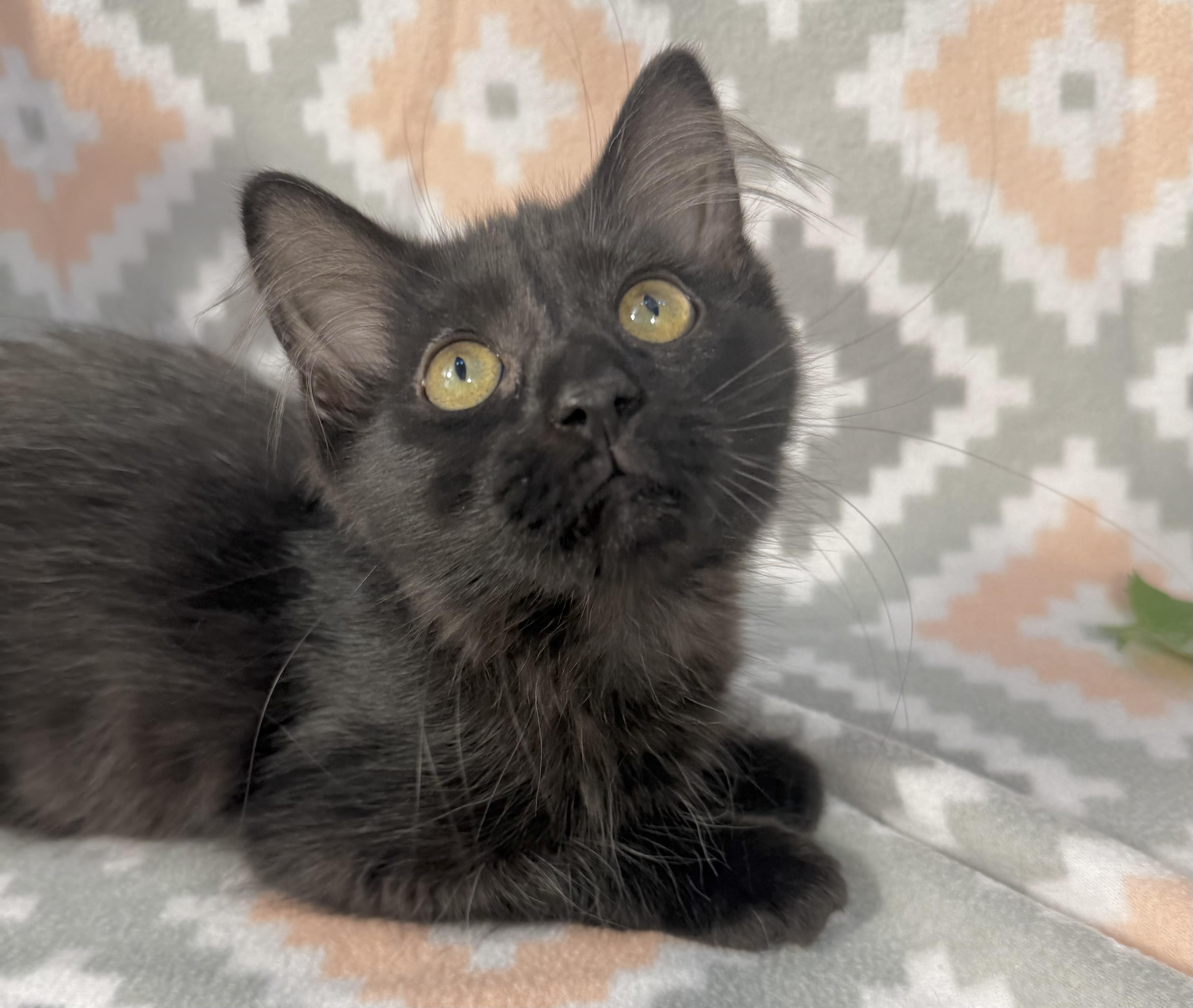 Enlarge McNugget, a Adoptable Domestic Short Hair in Minneapolis, MN image 3/3