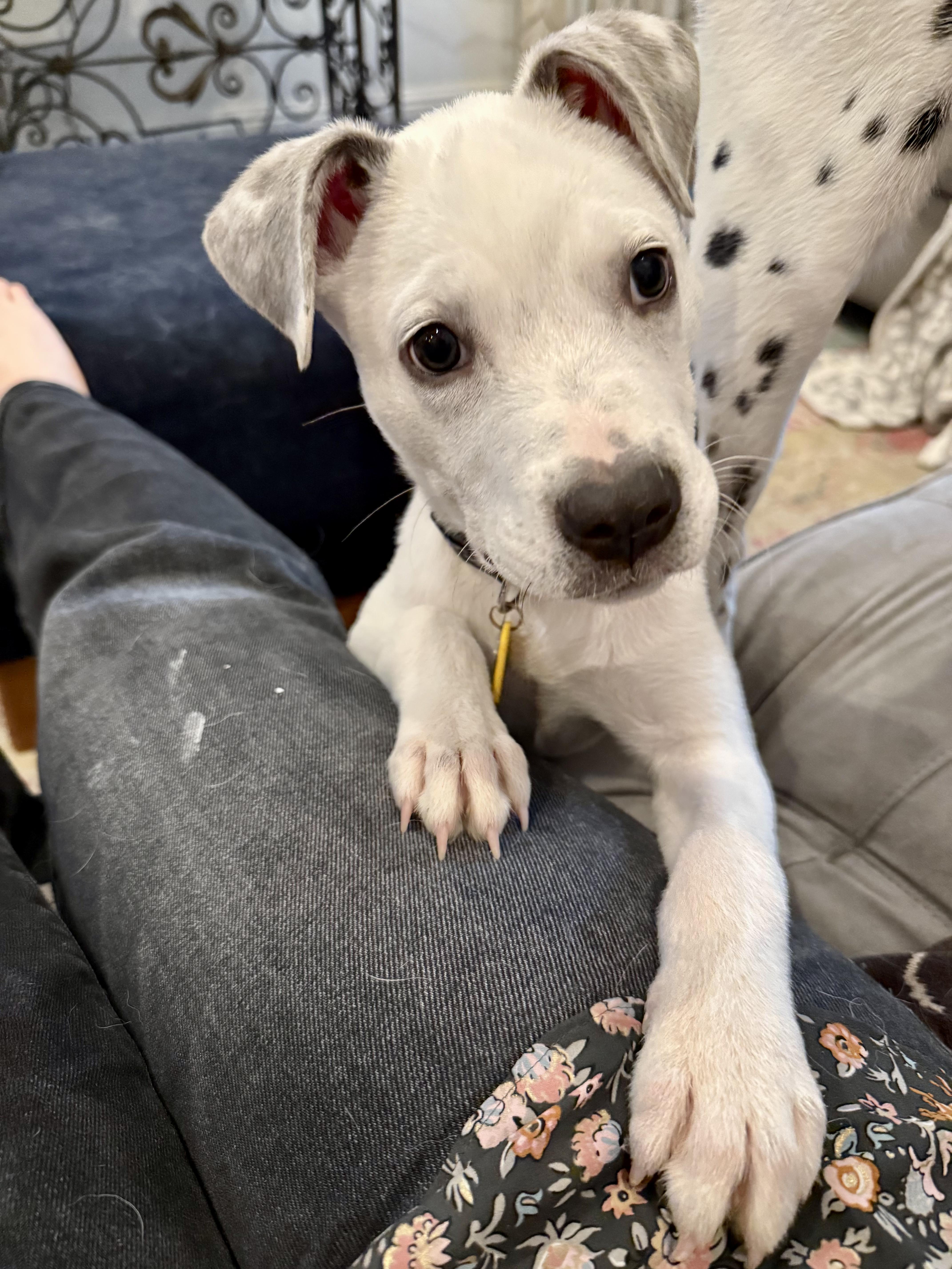 Enlarge Pivot, a Adoptable Australian Cattle Dog / Blue Heeler in New Orleans, LA image 2/6