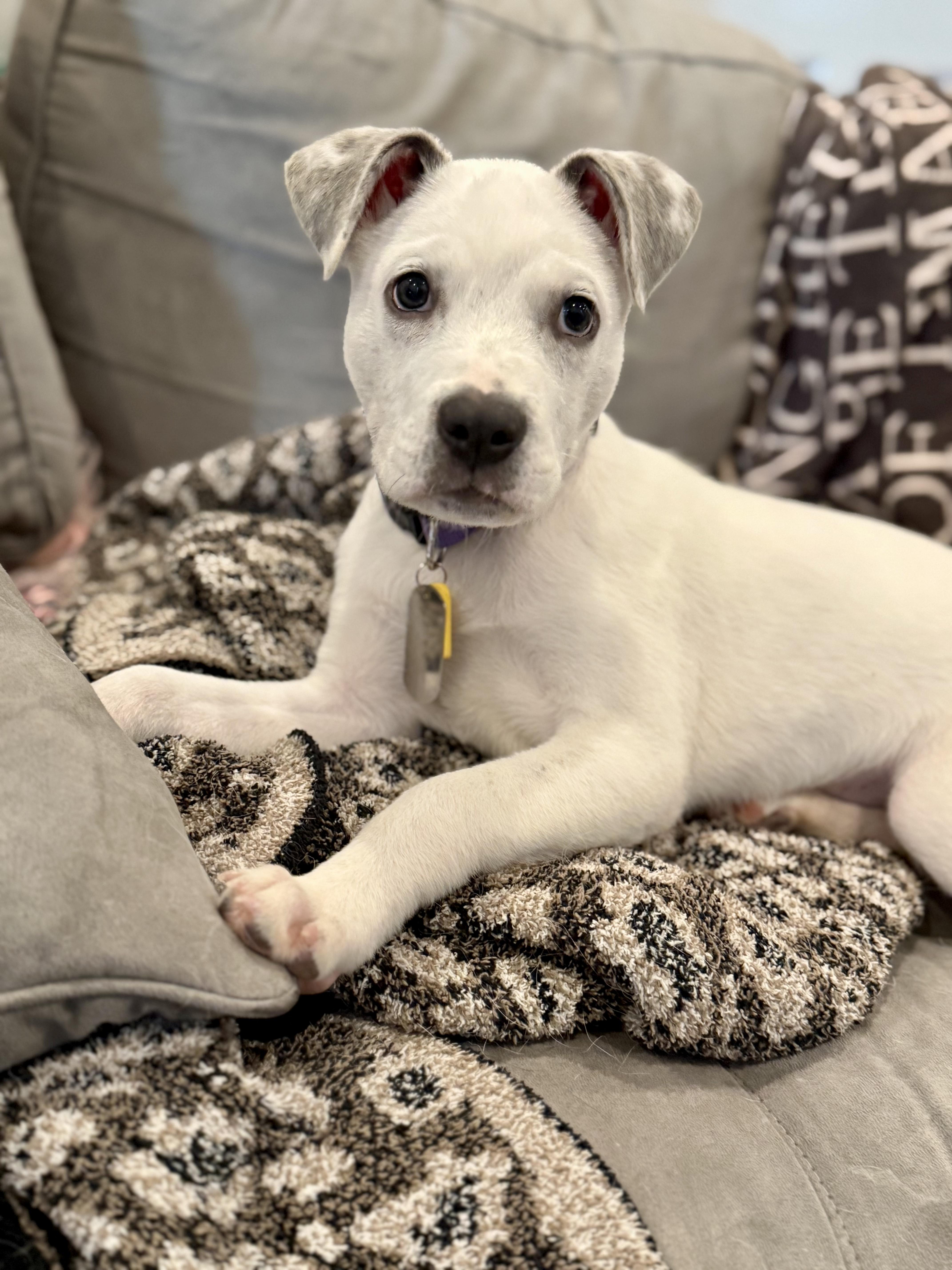 Pivot, Adoptable, Puppy Male Australian Cattle Dog / Blue Heeler.