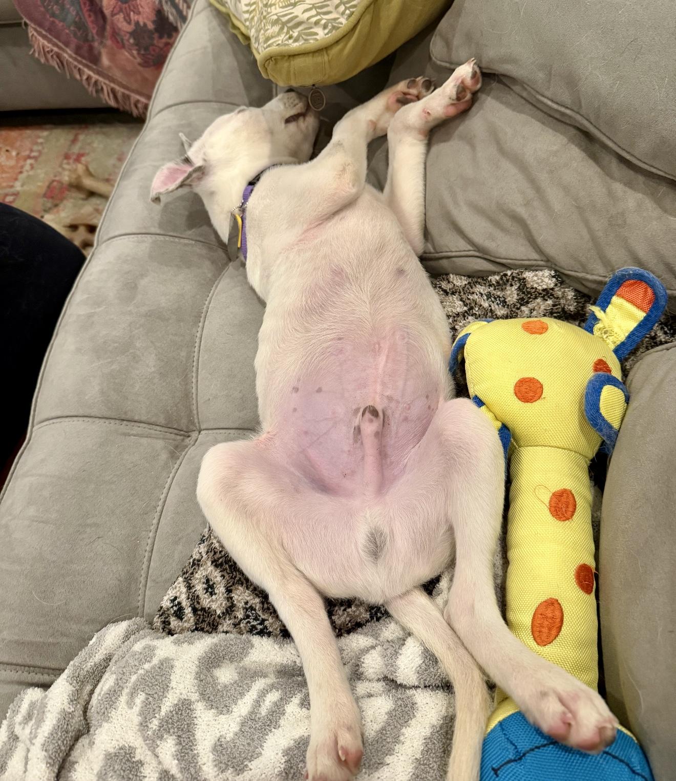 Enlarge Pivot, a Adoptable Australian Cattle Dog / Blue Heeler in New Orleans, LA image 3/6