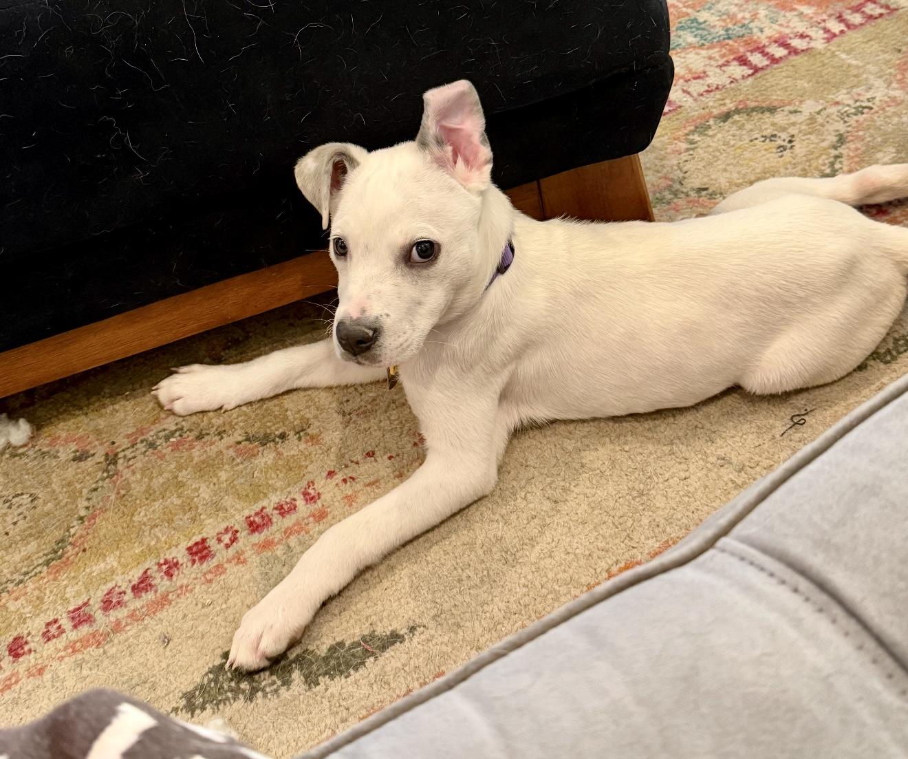 Enlarge Pivot, a Adoptable Australian Cattle Dog / Blue Heeler in New Orleans, LA image 4/6