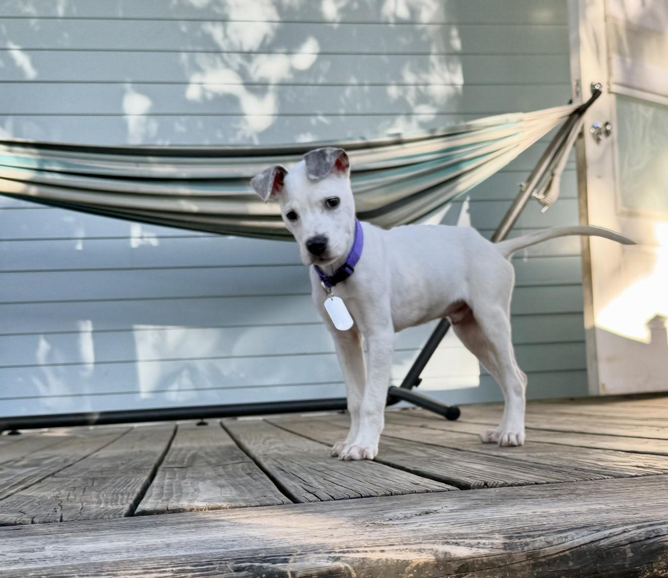 Enlarge Pivot, a Adoptable Australian Cattle Dog / Blue Heeler in New Orleans, LA image 5/6