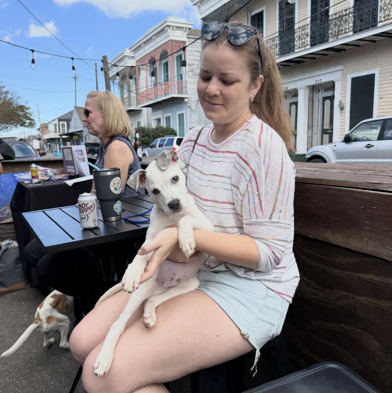 Enlarge Pivot, a Adoptable Australian Cattle Dog / Blue Heeler in New Orleans, LA image 6/6