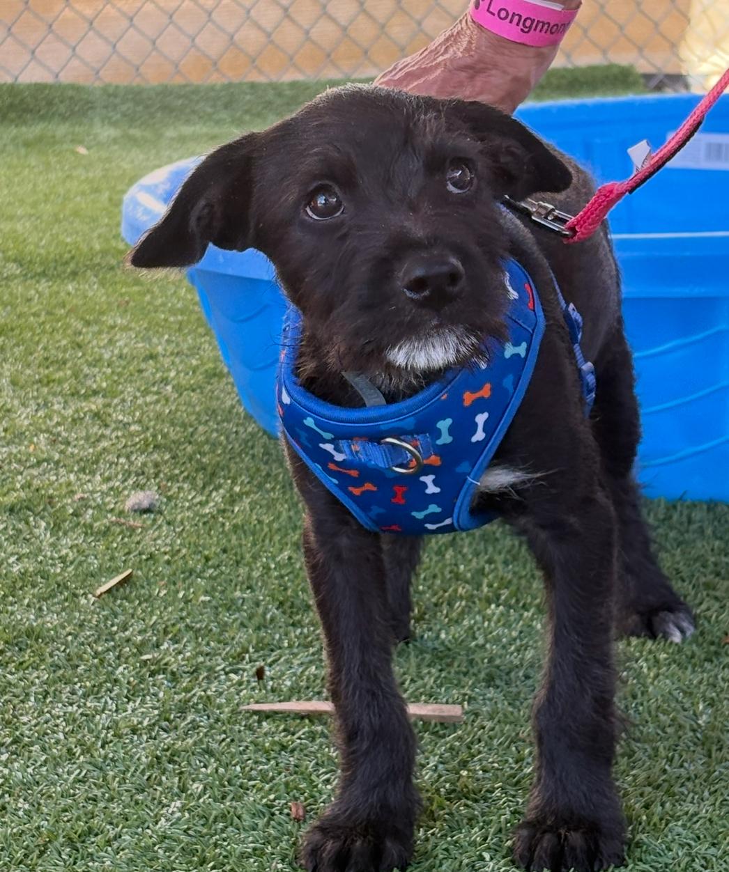 Rolf, Adoptable, Puppy Male Wirehaired Terrier.
