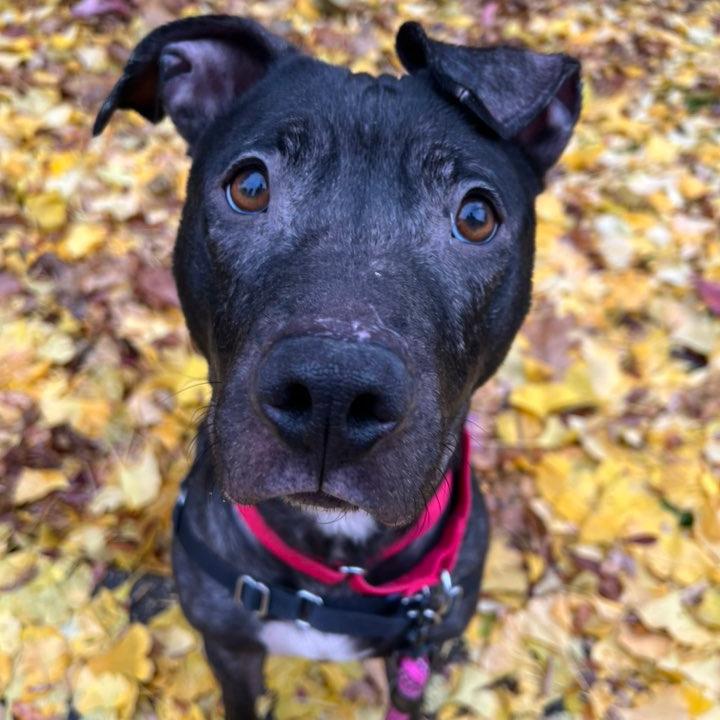 Maple, Adoptable, Adult Female Mixed Breed.