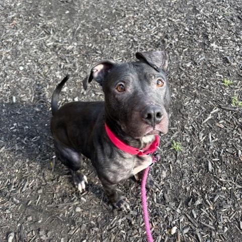 Maple, a Adoptable Mixed Breed in Pittsburgh, PA image 2/6