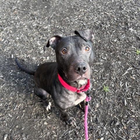 Maple, a Adoptable Mixed Breed in Pittsburgh, PA image 3/6