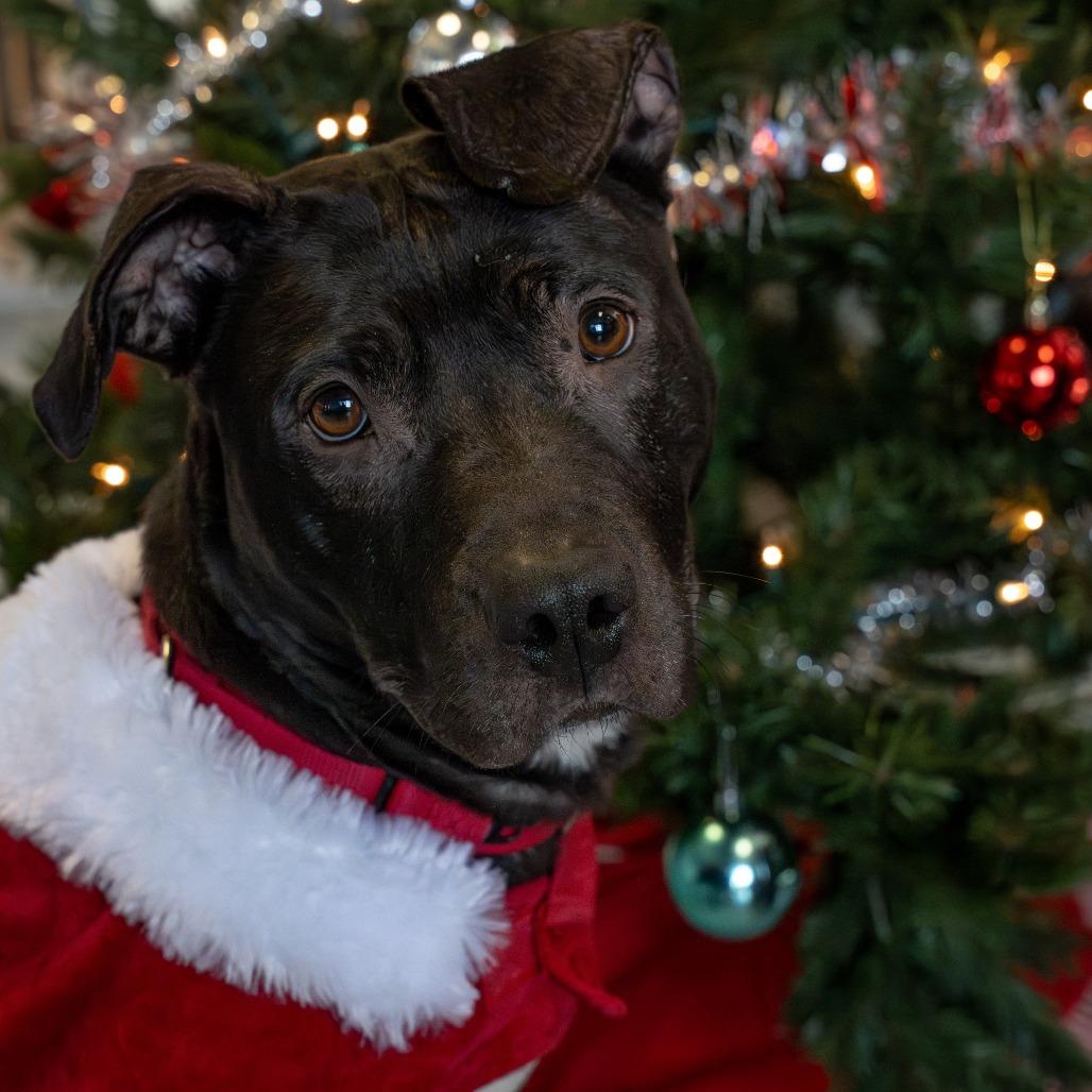 Maple, a Adoptable Mixed Breed in Pittsburgh, PA image 4/6