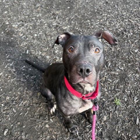 Maple, a Adoptable Mixed Breed in Pittsburgh, PA image 5/6