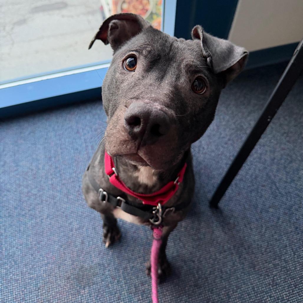 Maple, a Adoptable Mixed Breed in Pittsburgh, PA image 6/6