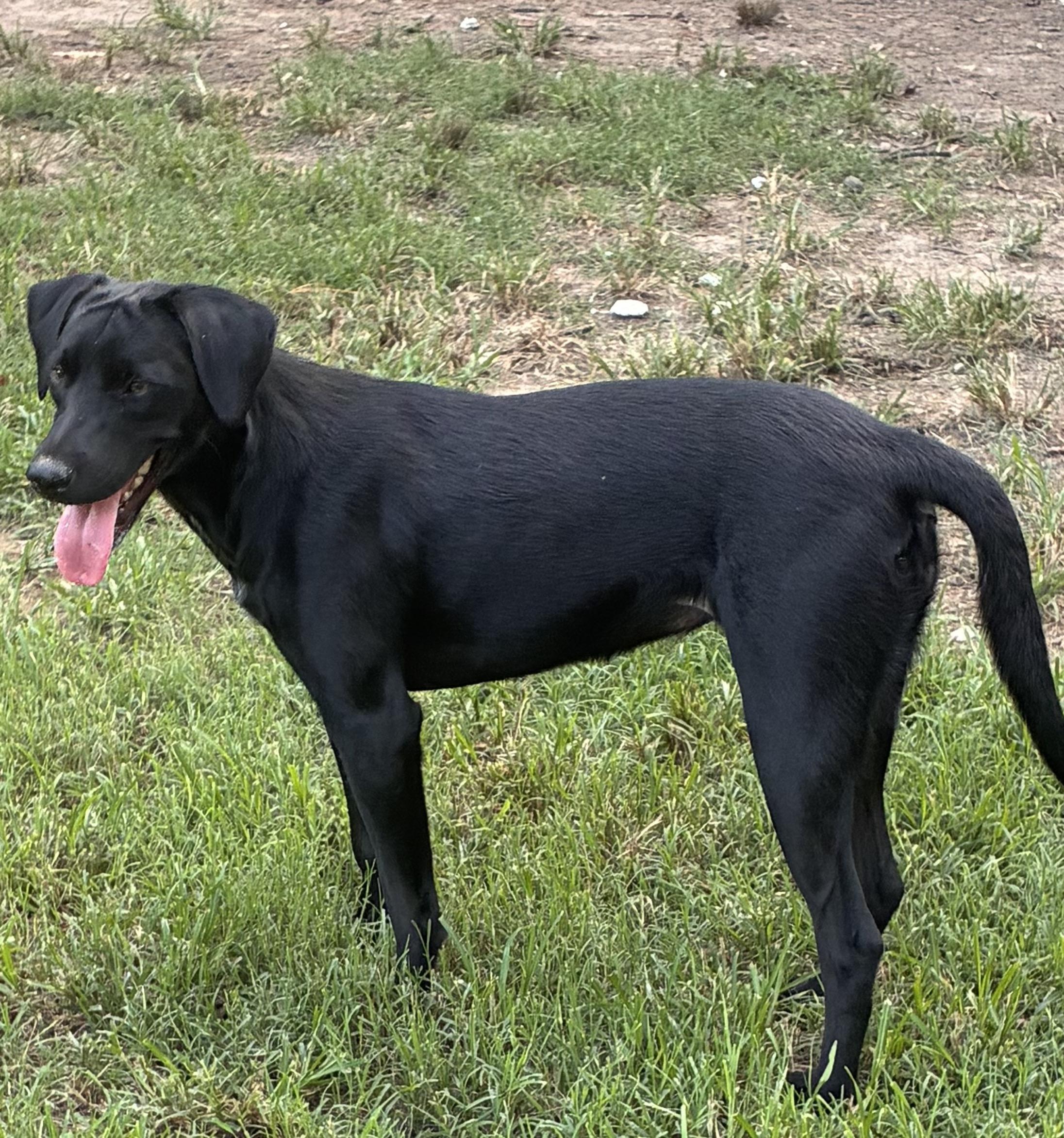 Mary, a ADOPTABLE mixed breed in Warrington, PA image 3/6
