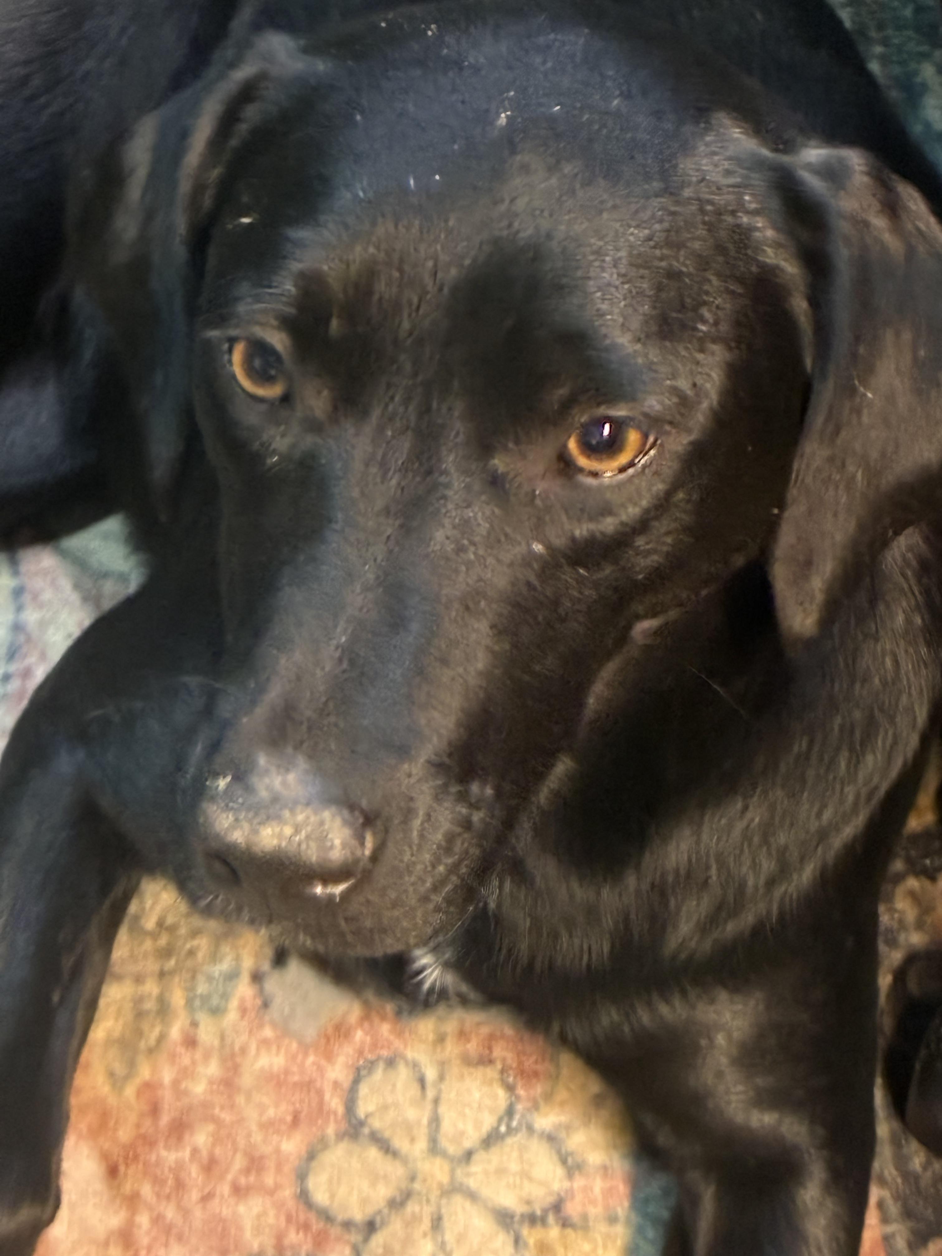 Mary, a ADOPTABLE mixed breed in Warrington, PA image 2/6