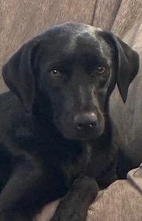 Mary, ADOPTABLE, Young Female Labrador Retriever.
