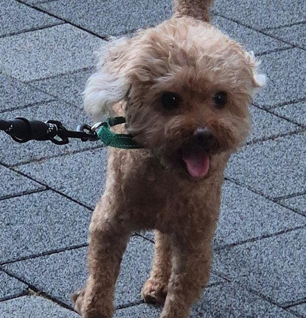 ALBAM, Adopted, Adult Male Poodle.