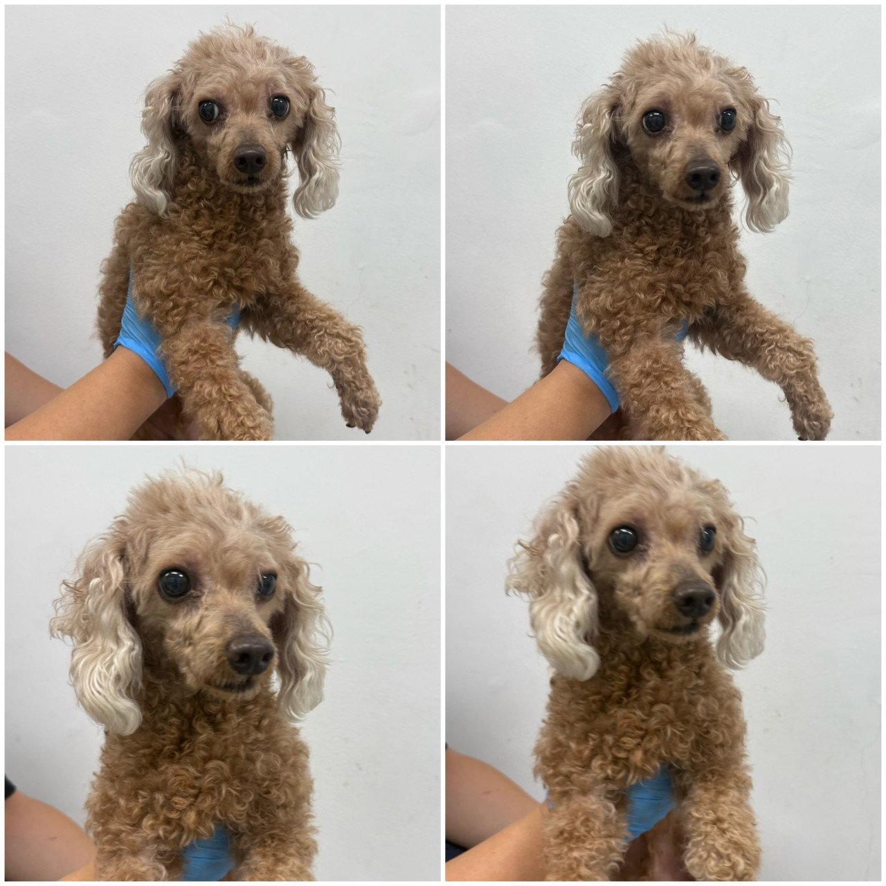 ALBAM, Adoptable, Adult Male Poodle.
