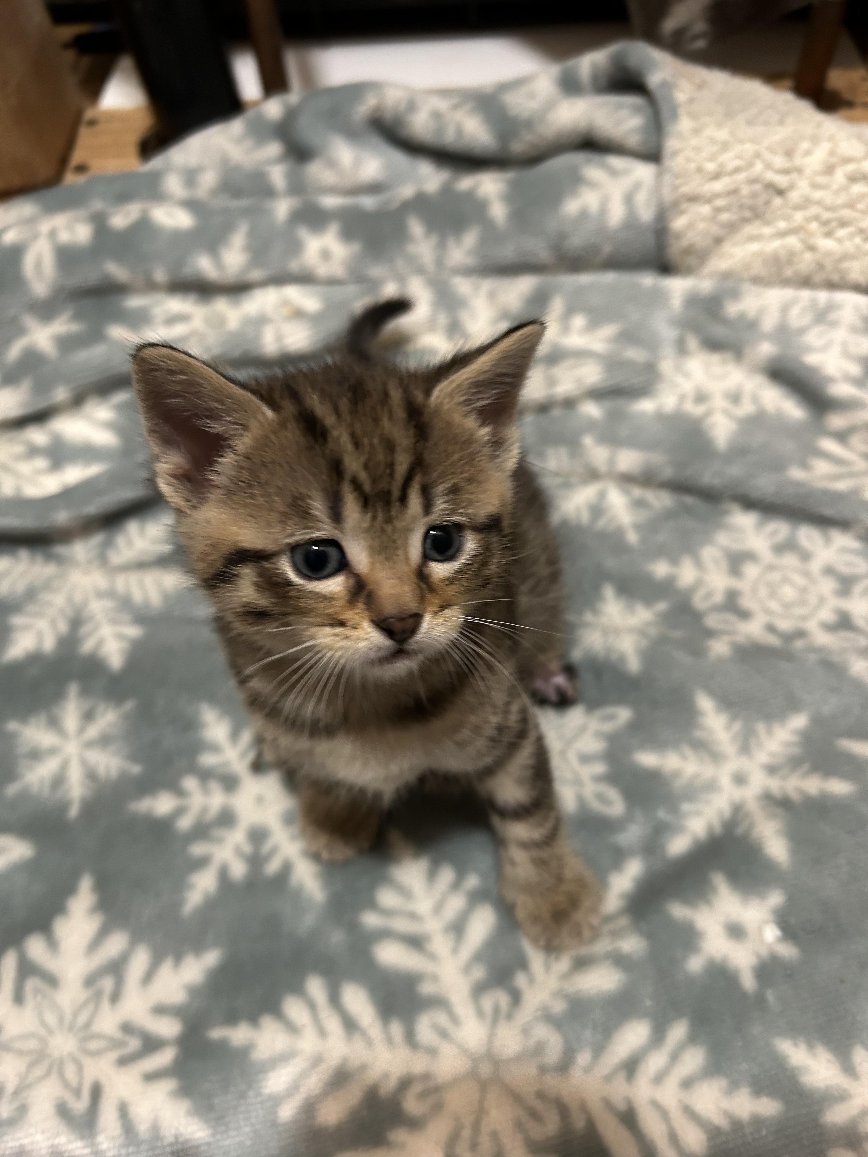 Agnes, Adoptable, Kitten Female Domestic Short Hair.