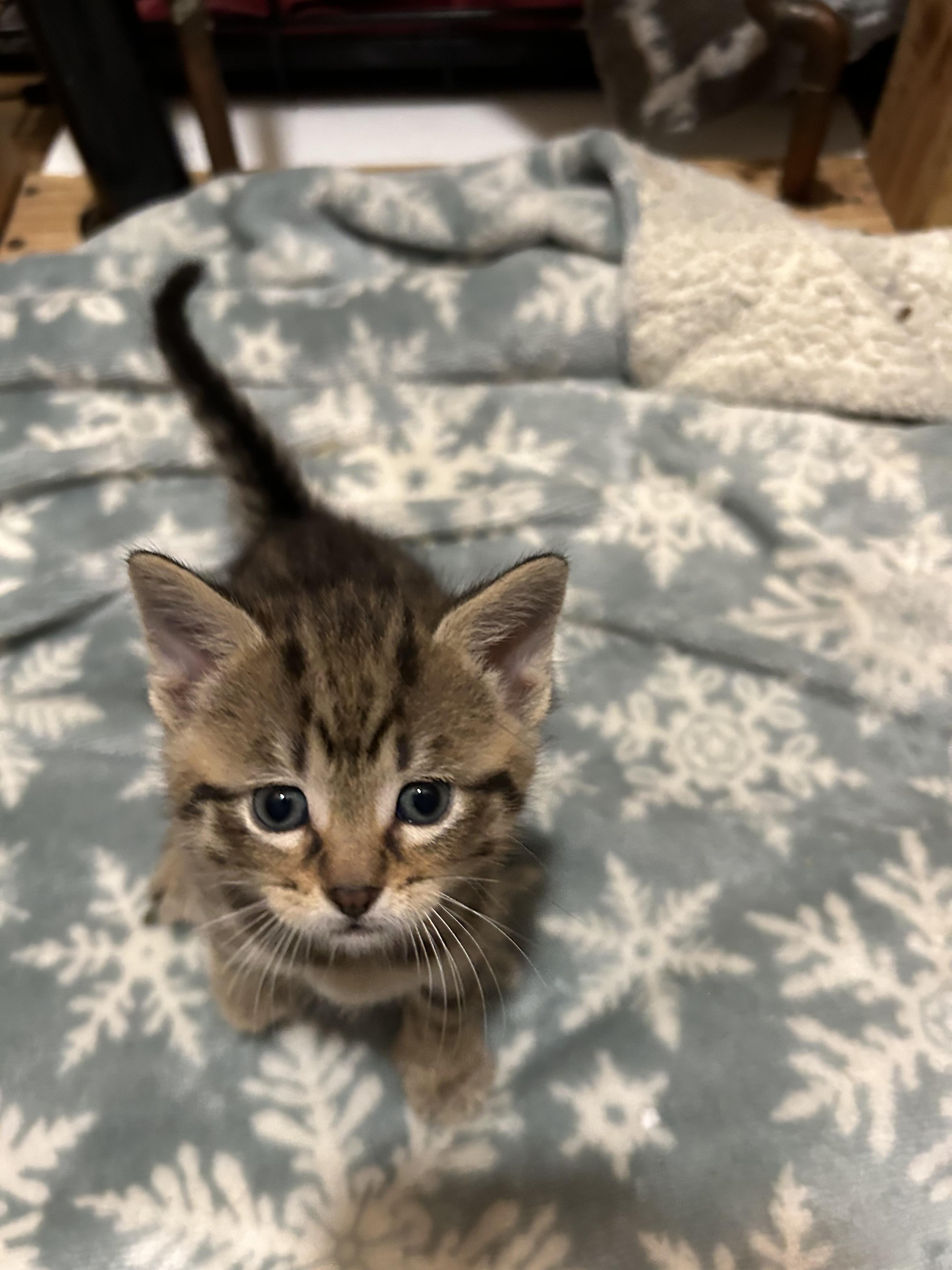 Agnes, a Adoptable Domestic Short Hair in Columbia, MO image 2/3