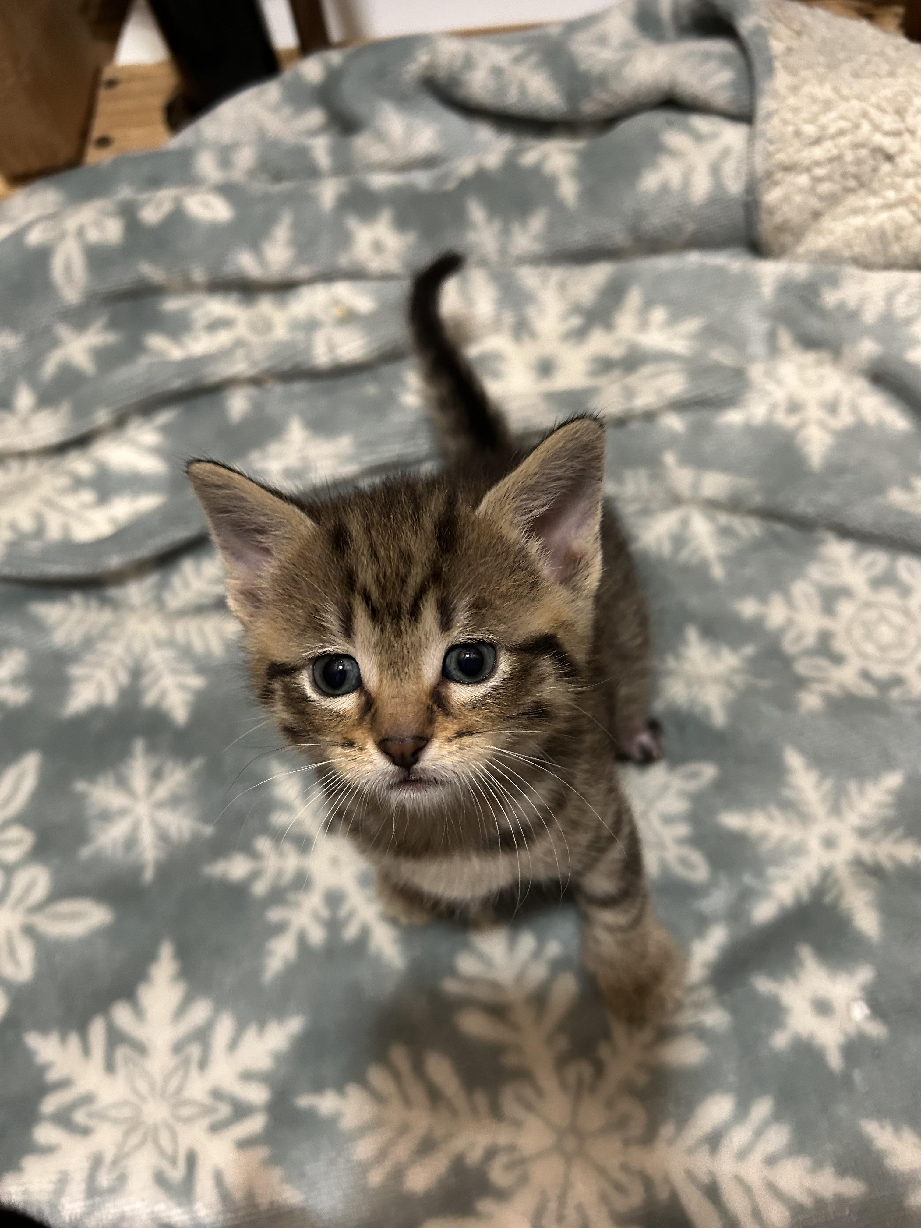Agnes, a Adoptable Domestic Short Hair in Columbia, MO image 3/3